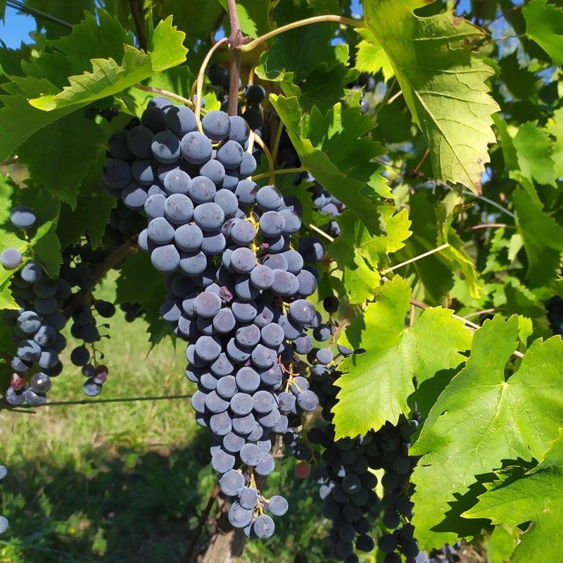 podere-bucine-chianti-winery-grapes-fantastic-tasting-min